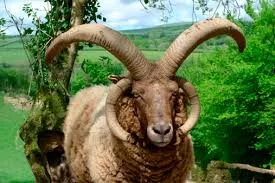 Manx Loaghtan - natural wool tops